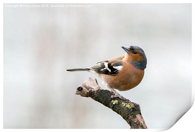  Male Chaffinch Print by Peter Jones