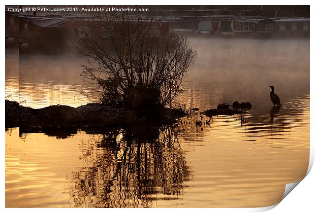 Cormorant silhouette early morning canal boatyard  Print by Peter Jones