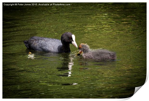 Coot parent and child  Print by Peter Jones