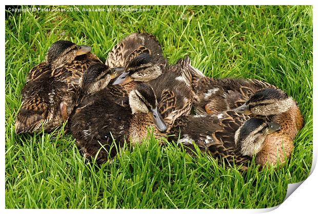  Pile of Ducklings Print by Peter Jones
