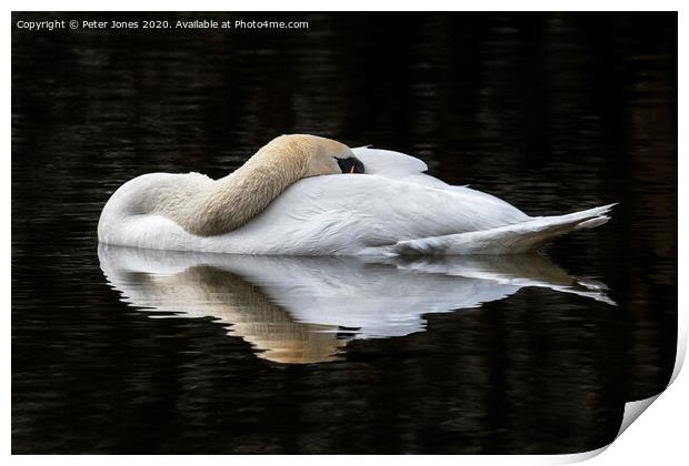 Mute Swan resting Print by Peter Jones