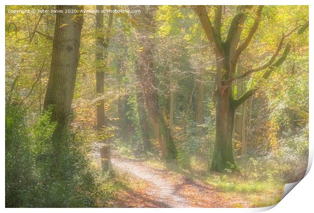 Autumn woodland path. Print by Peter Jones