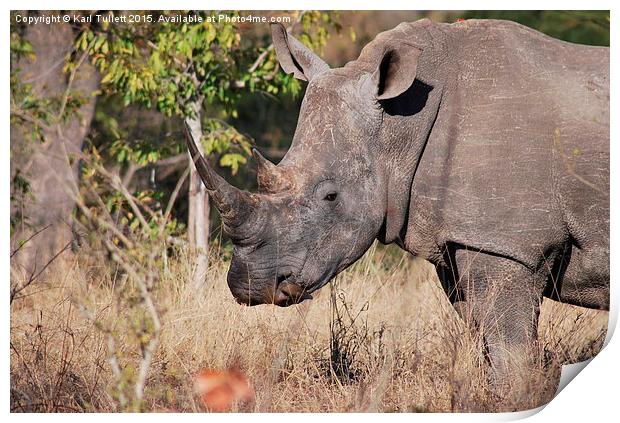  Rhino getting a nasal clean Print by Karl Tullett