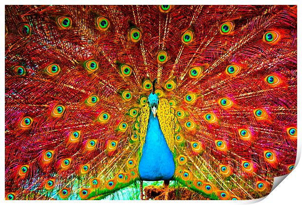Digital painting of a beautiful peacock displaying Print by ken biggs