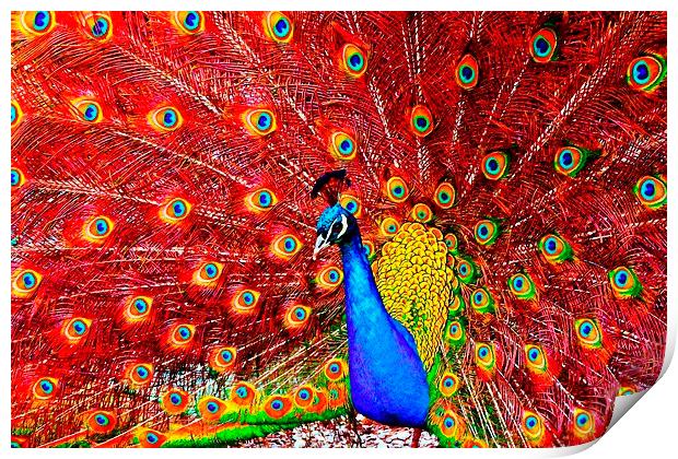 beautiful peacock displaying Print by ken biggs