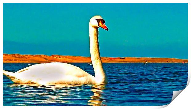 A beautiful swan on the lake  Print by ken biggs