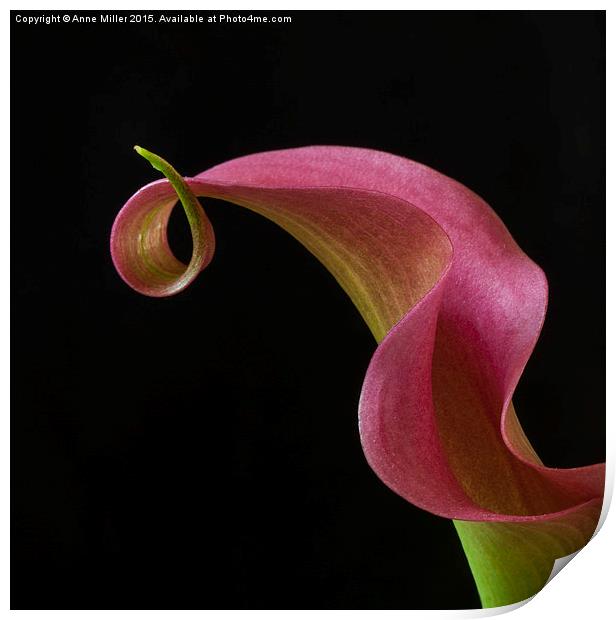  Curly Pink Cala Lily Print by Anne Miller