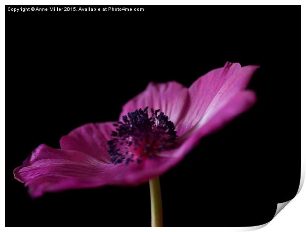  Pink Anemone Print by Anne Miller