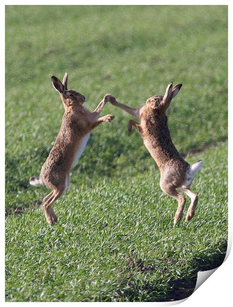  High Fiving Hares Print by Darren  Wynne