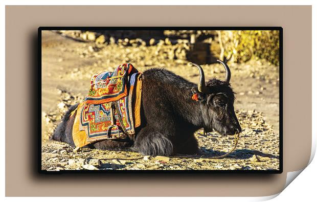 Mountain Yak Print by Ram Maharjan