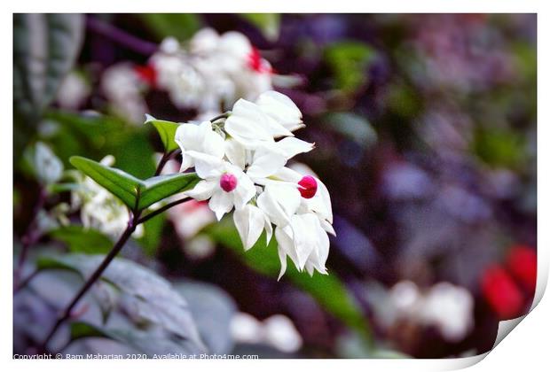 White Jasmine Print by Ram Maharjan