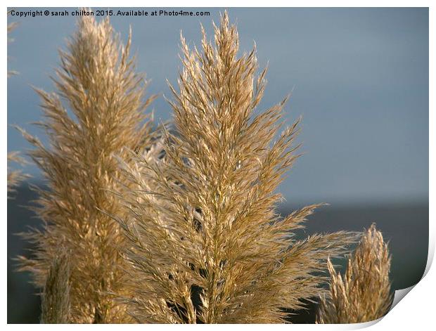  golden grasses Print by sarah chilton