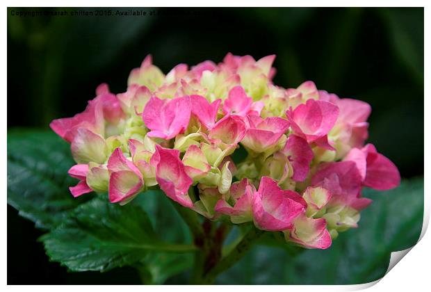 Hydrangea with Pink and lime coloured petals Print by sarah chilton