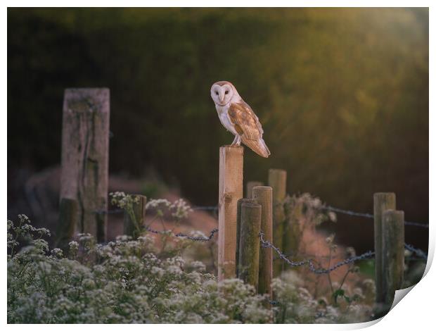 Barn Owl hunting in the evening sun Print by Andrew Scott