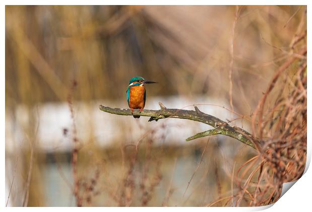 Kingfisher Print by Andrew Scott