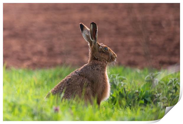 Brown Hare Print by Andrew Scott