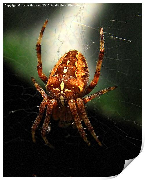  Garden Cross Spider Print by Justin Hubbard