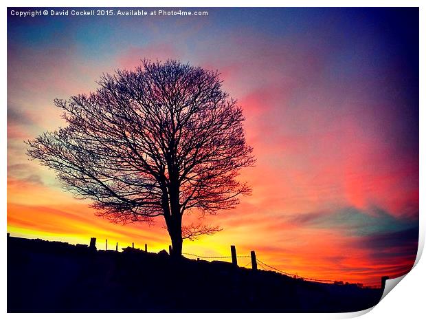  Splendid Tree at Sunset Print by David Cockell