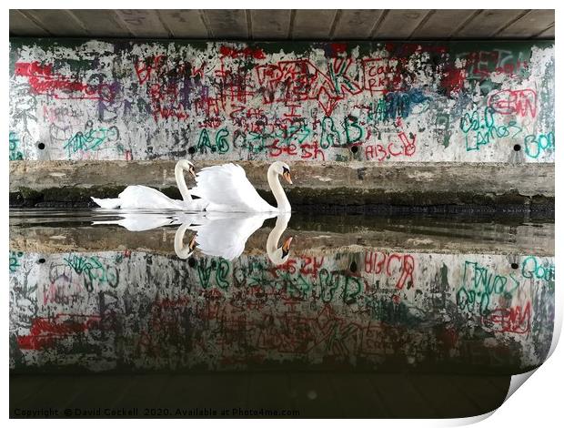 Swans under the graffiti bridge Print by David Cockell