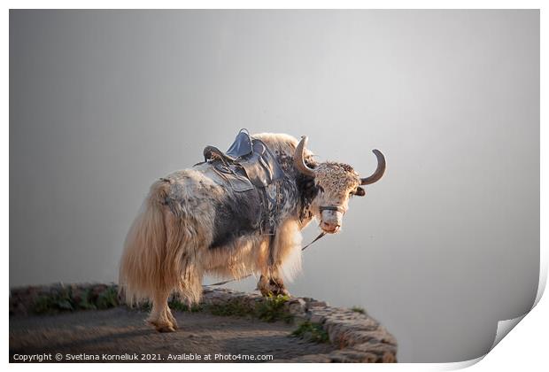 A yak in the Caucasus Mountains Print by Svetlana Korneliuk