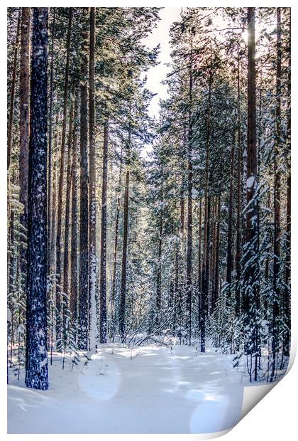 Sun forest Print by Svetlana Korneliuk