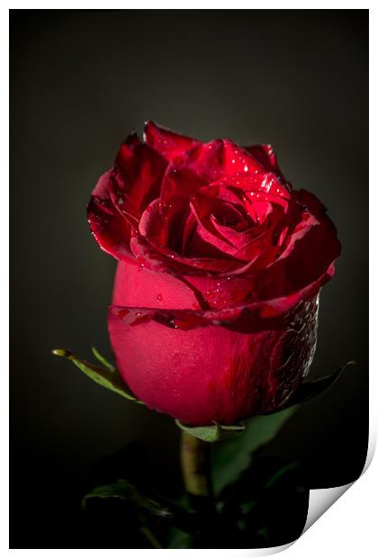 Red rose bud Print by Svetlana Korneliuk
