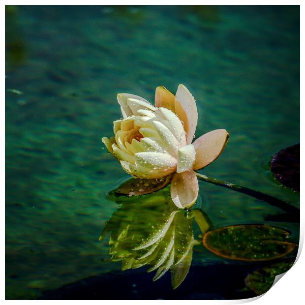 Water Lily after rain Print by Svetlana Korneliuk