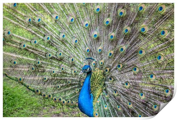 The peacock portrait Print by Svetlana Korneliuk