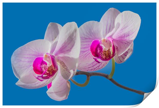 Orchid Print by Svetlana Korneliuk