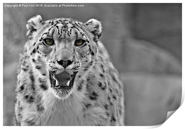 snow leopard Print by Paul Fell