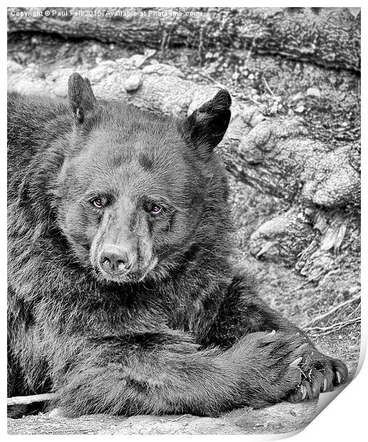 black bear Print by Paul Fell