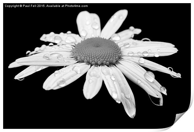 Daisy Print by Paul Fell