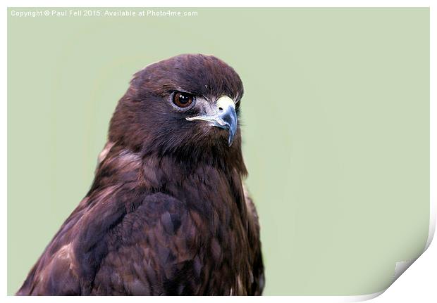 Red Tailed Hawk Print by Paul Fell