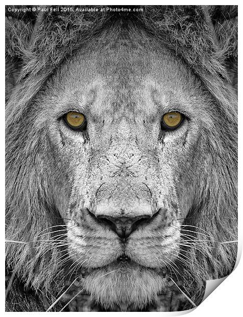 Lion Print by Paul Fell
