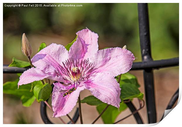 Clematis Print by Paul Fell