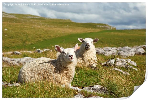 Malham sheep  Print by Neil Burton