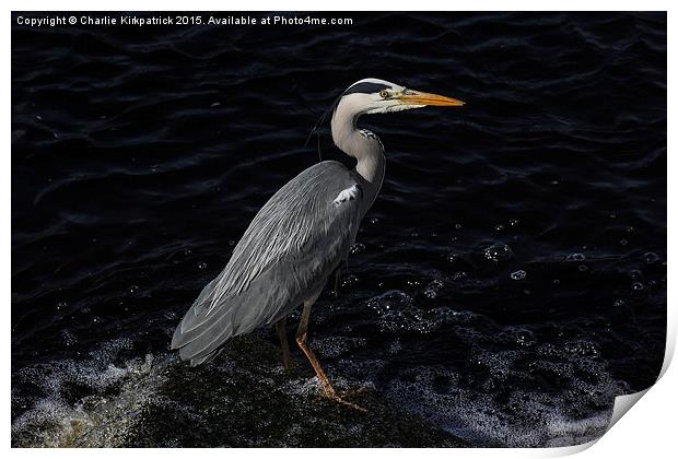  Common Heron Print by Charlie Kirkpatrick