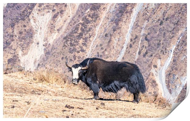 stadning wild animal Yak in mountain  Print by Ambir Tolang