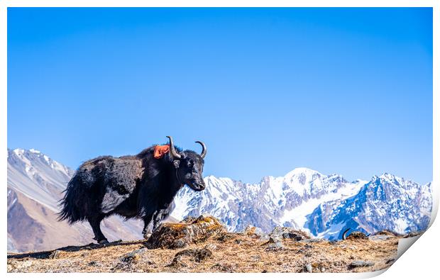 stadning wild animal Yak in mountain  Print by Ambir Tolang