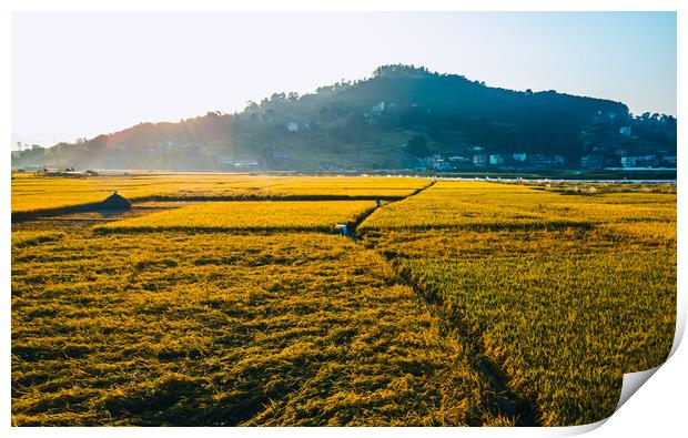 aerial view of paddy farm field Print by Ambir Tolang
