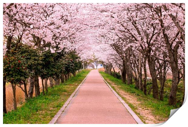 Blossom Cherry Path Print by Ambir Tolang