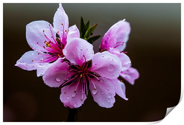Beauty of Nature Peach flower Print by Ambir Tolang