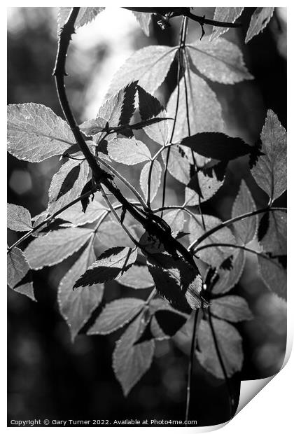 Sunlight through leaves Print by Gary Turner