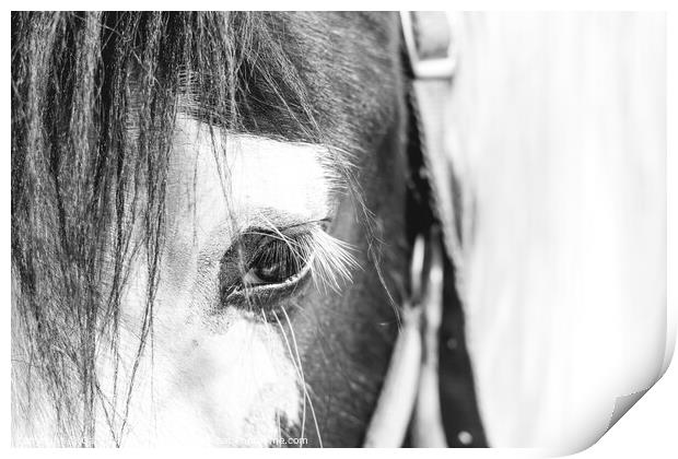 Horse Portrait Print by Gary Turner