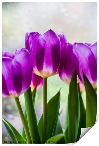 Vibrant purple tulips Print by Gary Turner