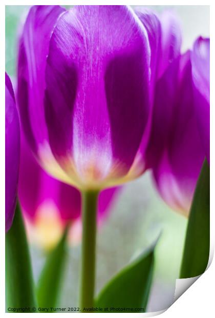 Vibrant purple tulips Print by Gary Turner