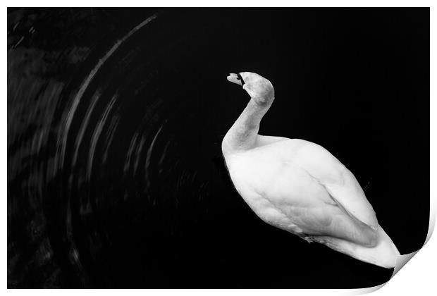 Motion of a Swan Print by Gary Turner