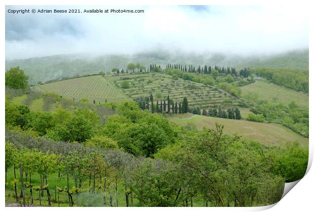 Hillside vineyard in Tuscany Print by Adrian Beese