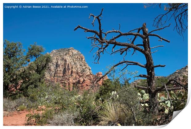 Sedona red rock trail Print by Adrian Beese