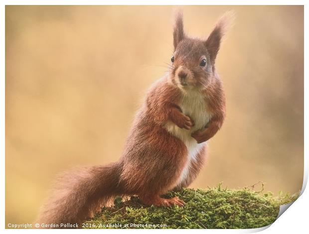Red Squirrel  Print by Gordon Pollock